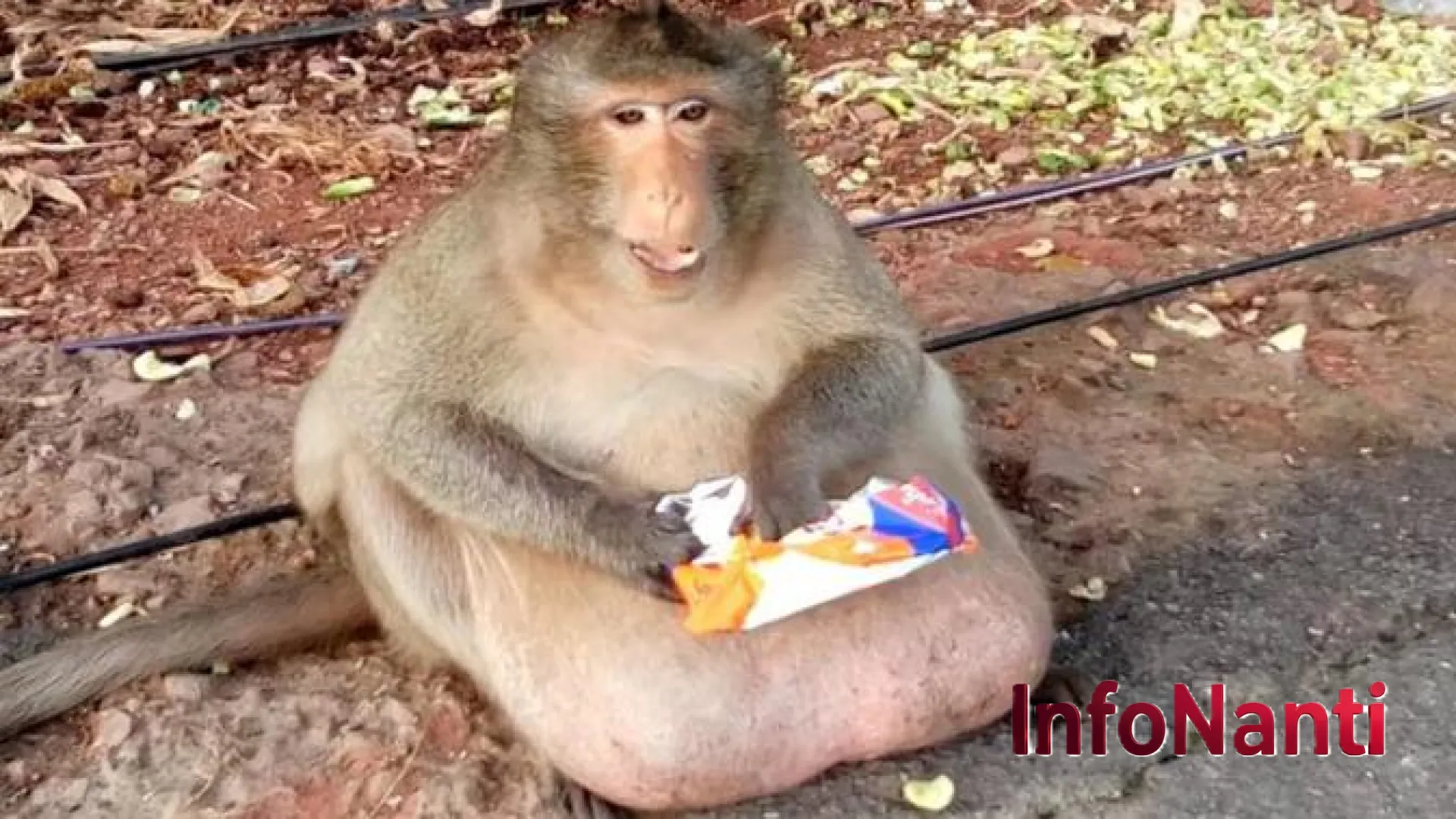 Fenomena Unik Monyet Gibraltar: Mengapa Makaka Barbary Memakan Tanah Demi Menetralkan Junk Food?