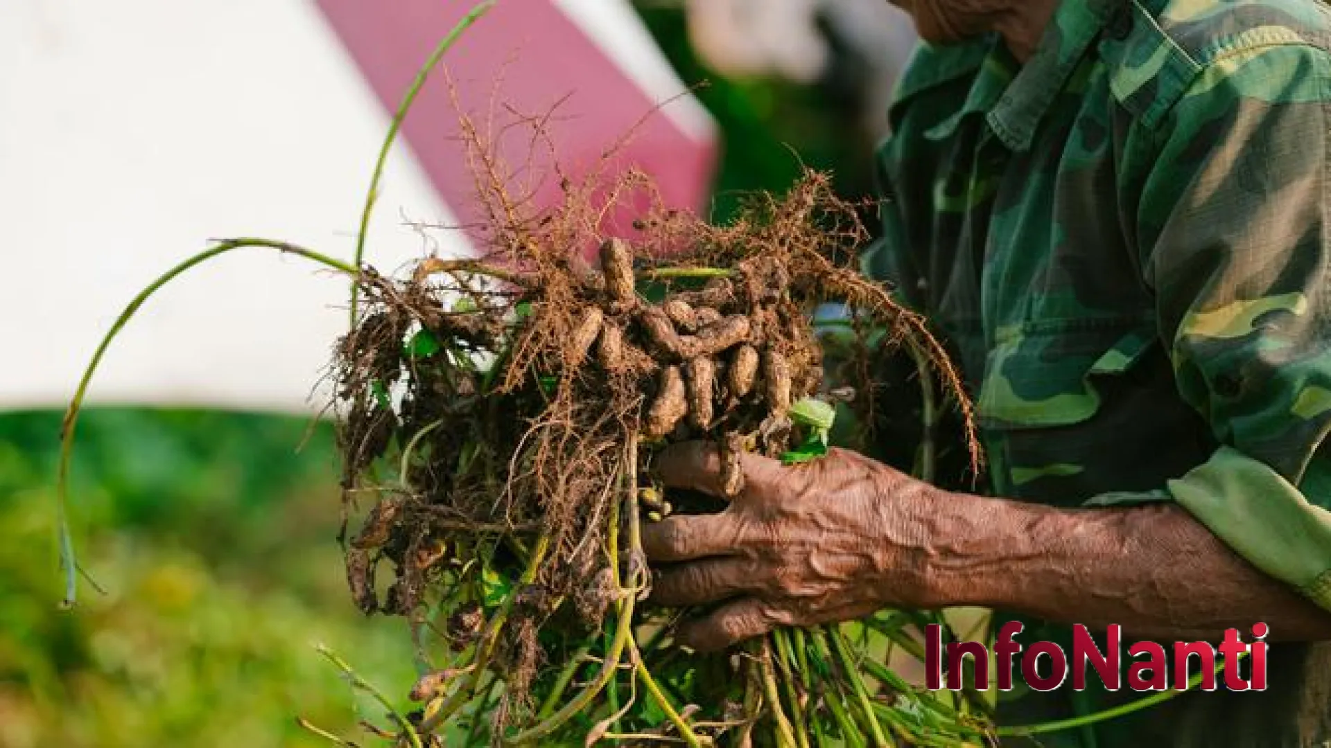 Kebijakan Impor Baru Kemendag: Langkah Strategis Menuju Swasembada Pangan dan Perlindungan Petani Lokal