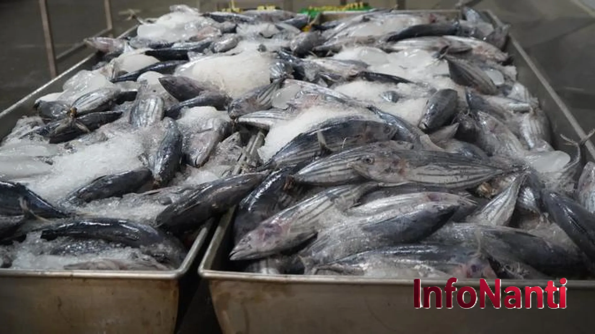 Menggali Emas di Samudra: Transformasi Besar Industri Tuna Indonesia Menuju Era Produk Bernilai Tambah
