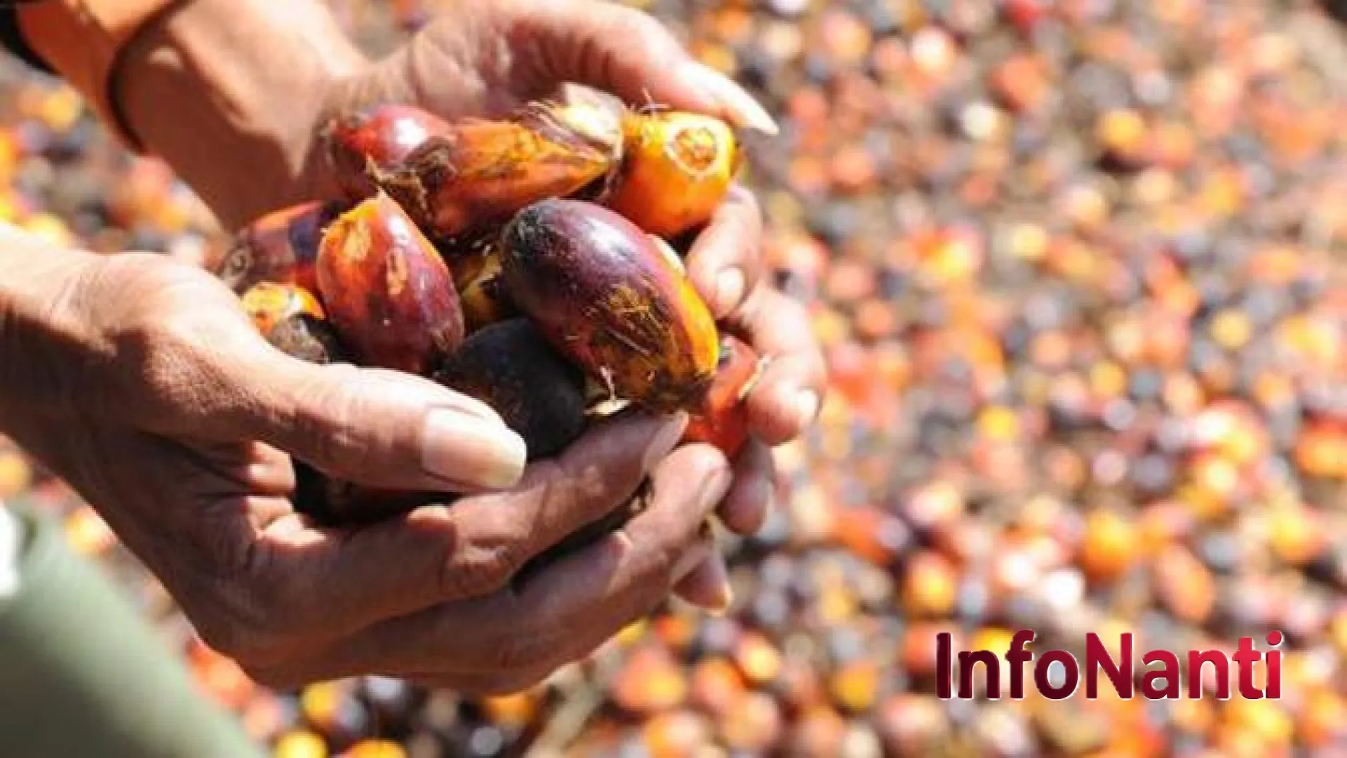 Terobosan Hijau: Produk Inovasi UMKM Sawit Indonesia Siap Taklukkan Pasar Internasional