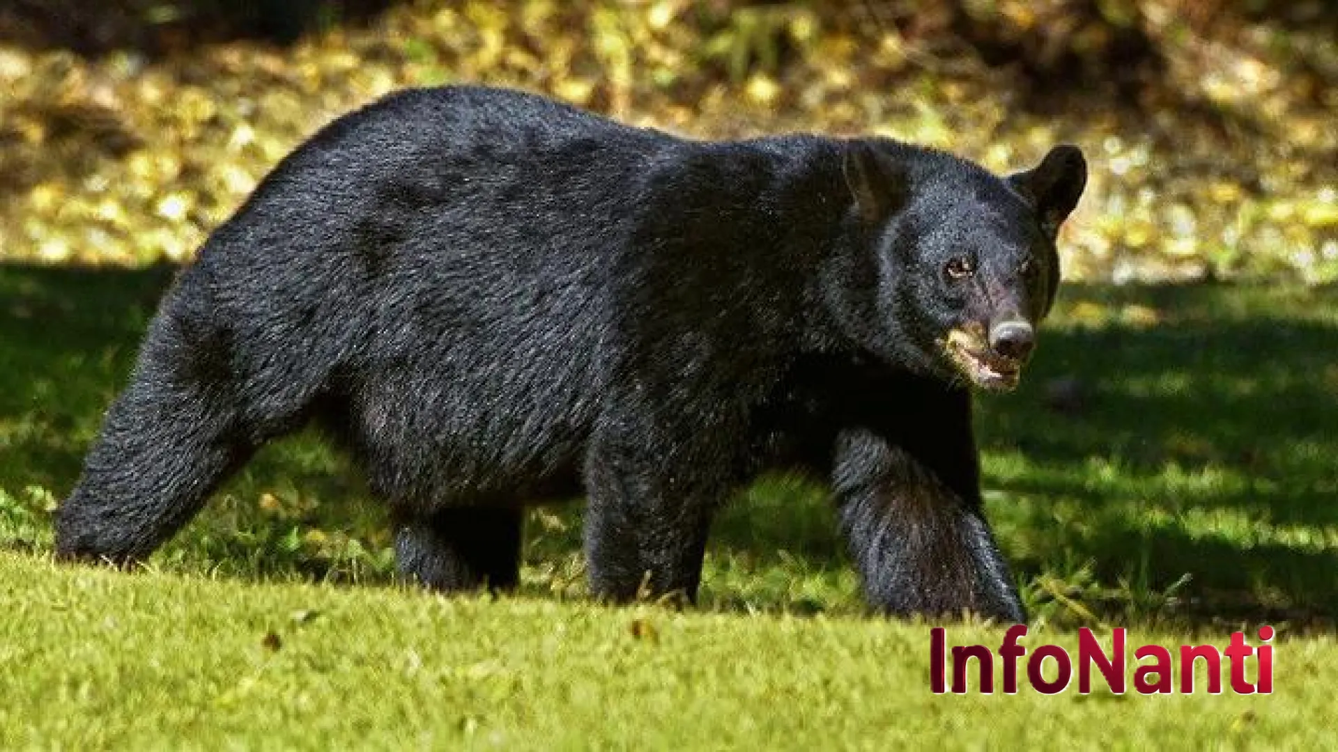 Monster Wolf: Inovasi Robot Serigala Jepang yang Menjadi Pelindung Nyawa di Tengah Teror Beruang