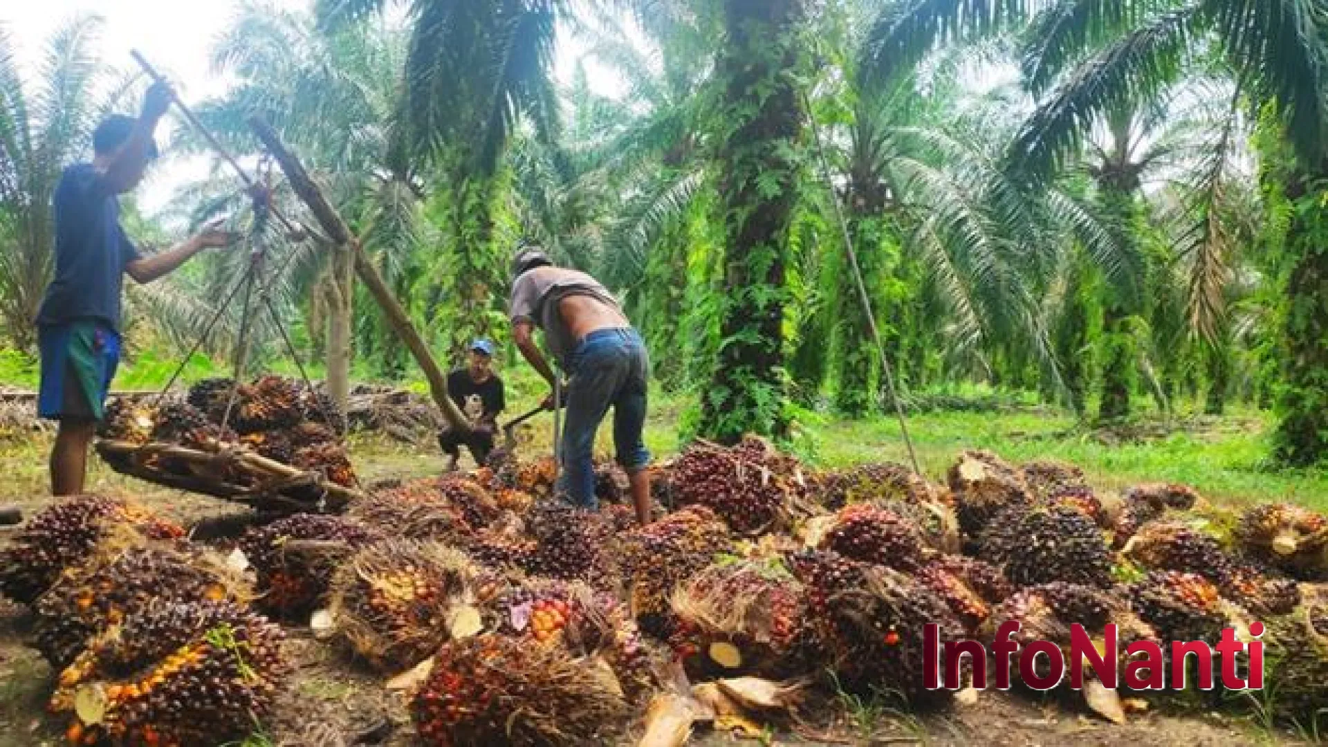 Ironi Emas Hijau: Mengapa Eksportir Sawit Sulit Meraup Untung di Tengah Lonjakan Dolar?