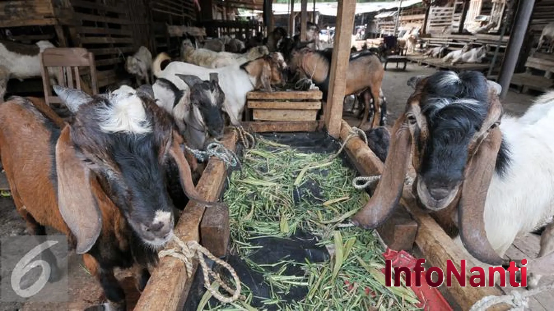 Proyeksi Ekonomi Kurban 2026: Di Balik Angka Rp26 Triliun dan Sinyal Lesunya Daya Beli Masyarakat