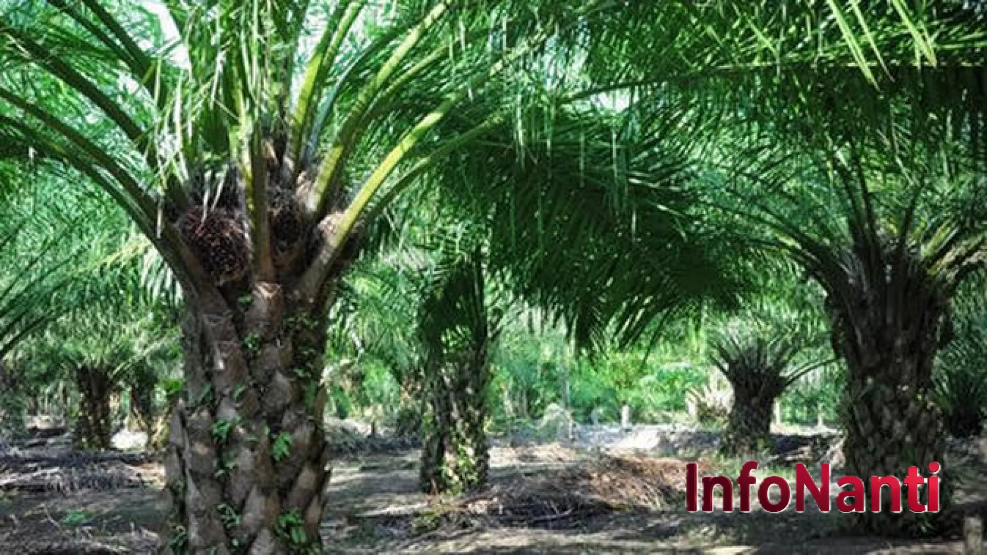 Inovasi Tanpa Henti: Strategi Cerdas Industri Sawit Indonesia Kuasai Pasar Global Melalui Transformasi Teknologi