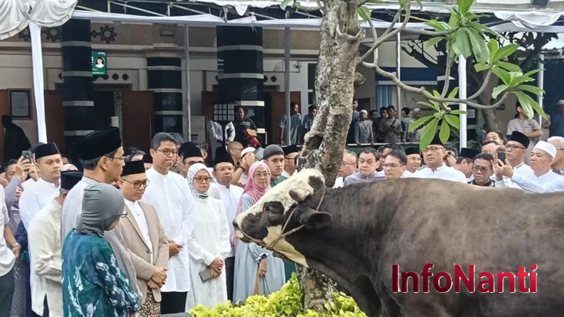 Aksi Kurban Sapi Raksasa Menteri Purbaya hingga Dinamika Harga Emas yang Terkoreksi Tajam