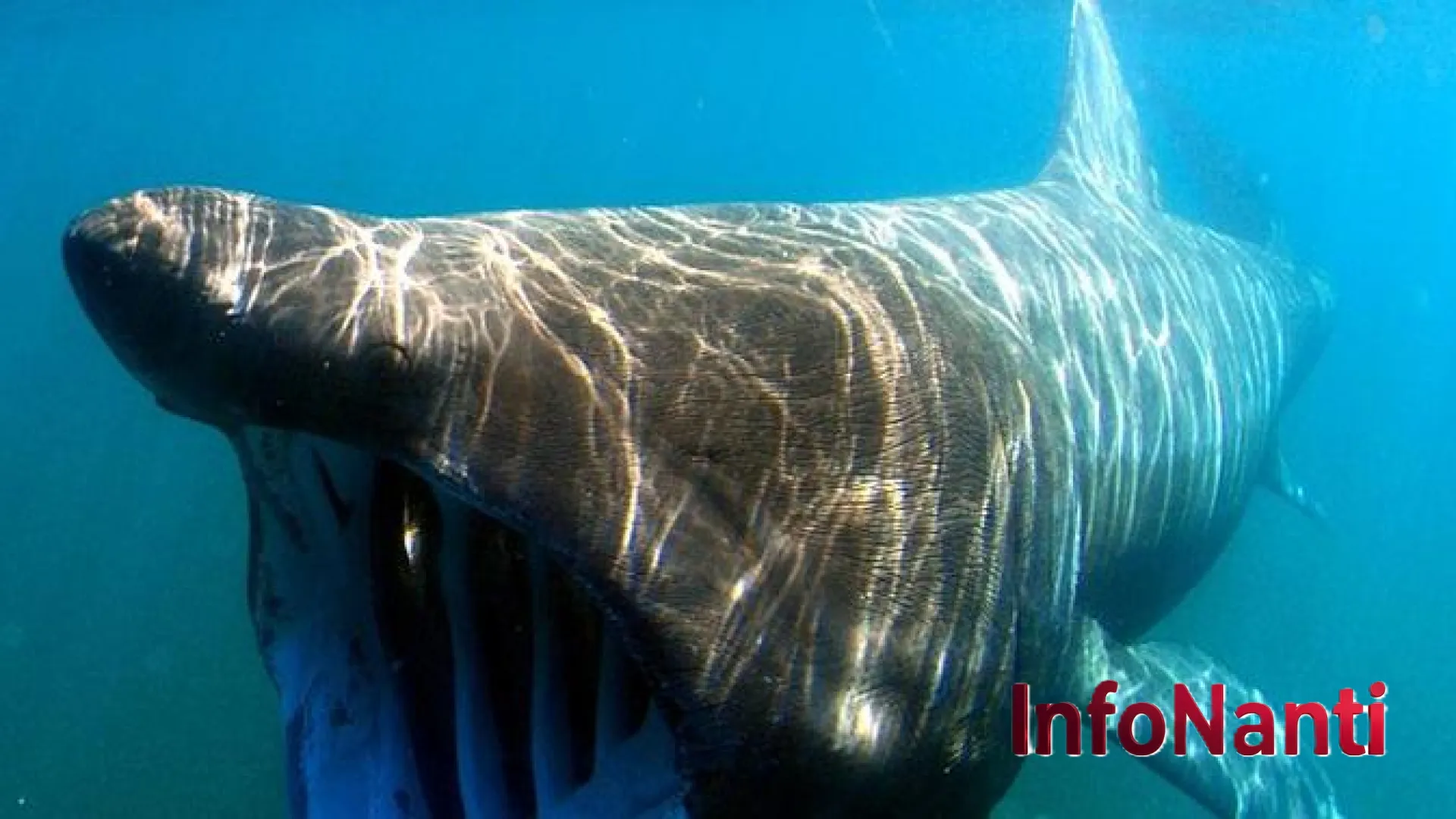 Aksi Menegangkan Predator California: Saat Hiu Putih Besar Mencoba ‘Menelan’ Kamera Fotografer Satwa