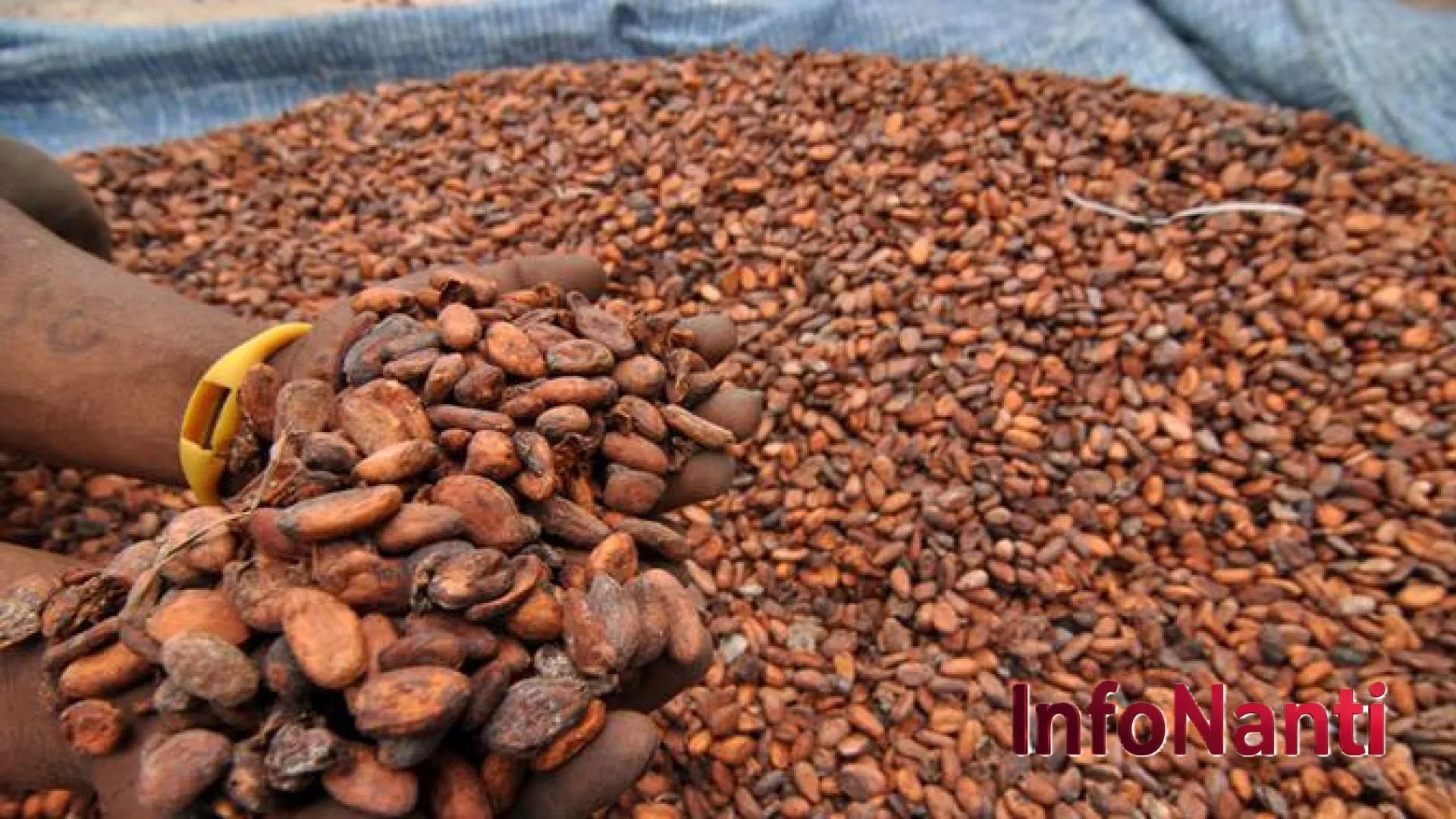 Lonjakan Harga Referensi Biji Kakao 2026: Dampak Penutupan Selat Hormuz dan Krisis Logistik Global