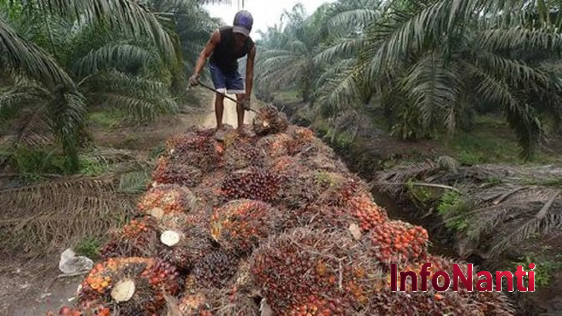 Harga Sawit Anjlok: Nasib Petani Swadaya di Ujung Tanduk dan Ancaman Sanksi bagi 139 Pabrik Nakal