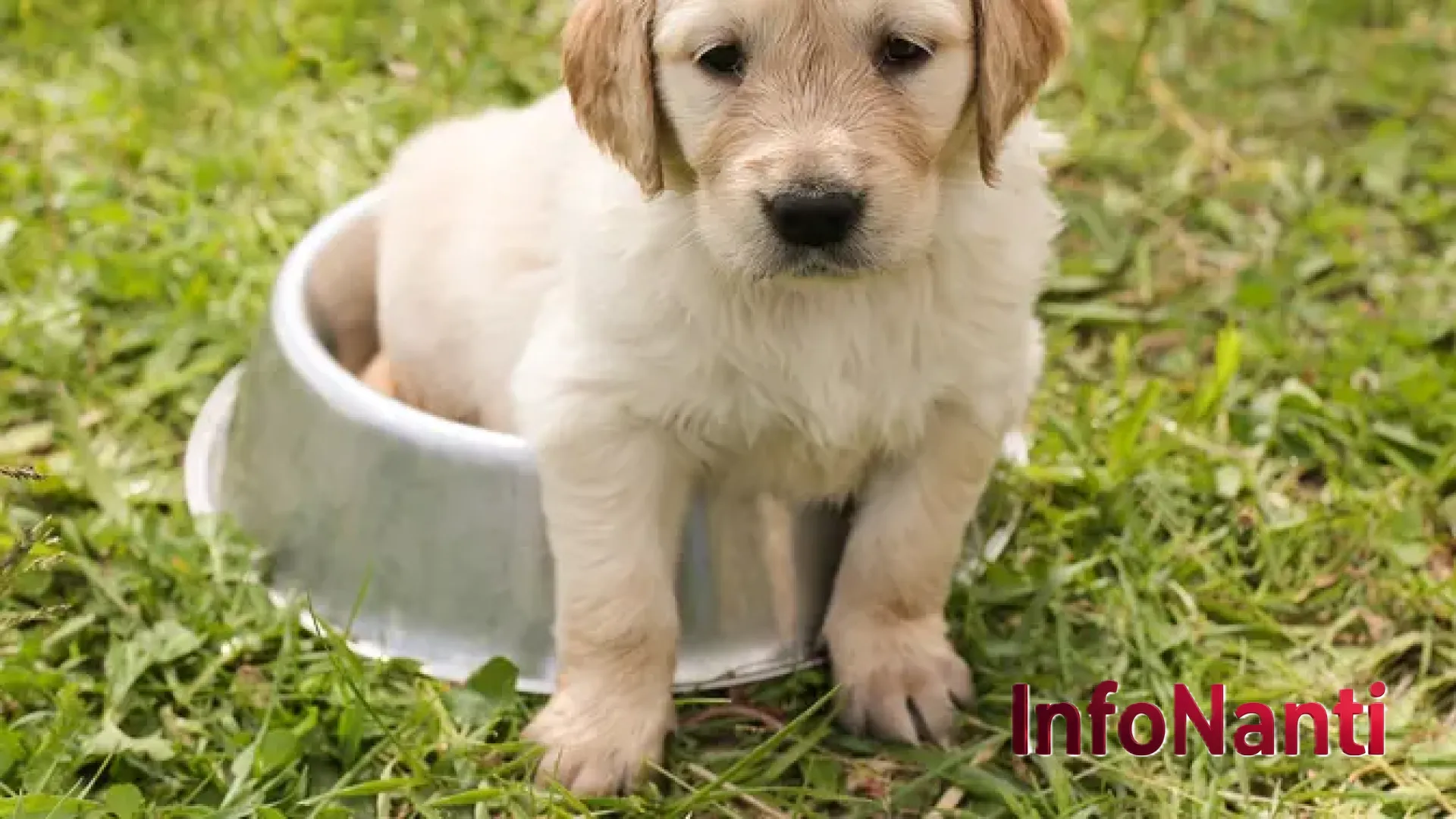 Abadi dalam Tatapan: Kisah Haru Claire Hobson Mengukir Abu Anjing Kesayangannya Menjadi Eyeliner
