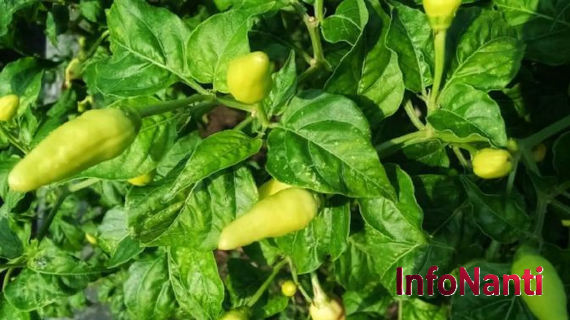 Bukan Cabai Biasa, Inilah Euphorbia Resinifera yang Punya Level Pedas 16 Miliar Scoville