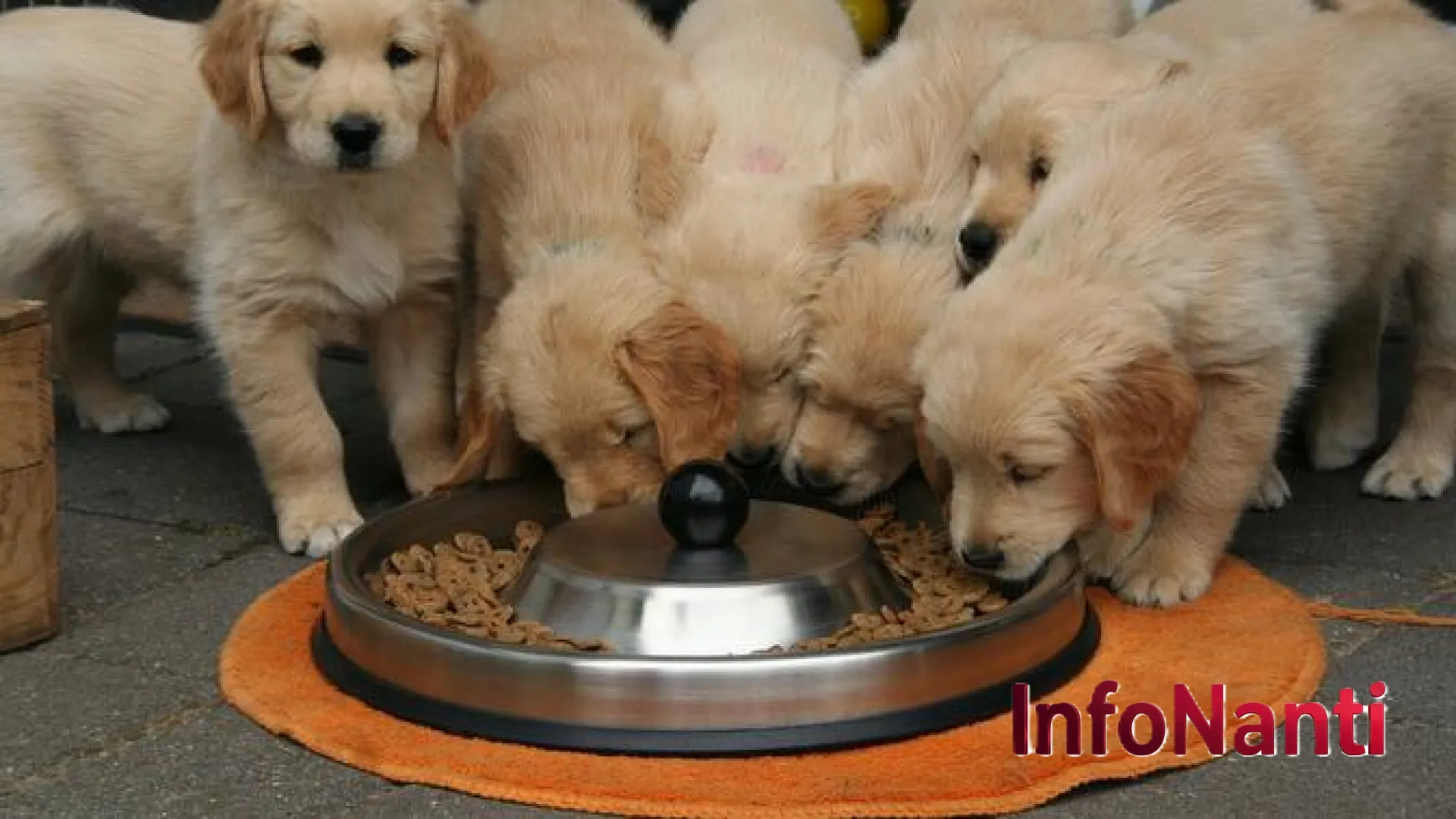 Kisah Haru 250 Anjing yang Terjebak di Rumah Padat: Kini Menjemput Takdir Baru yang Lebih Layak