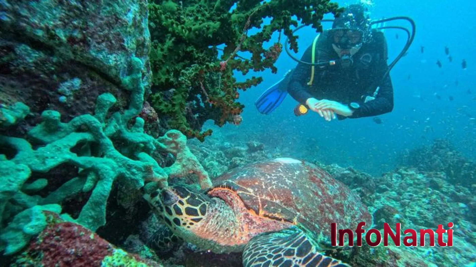 Menyingkap Pesona Bawah Laut: Strategi Indonesia Membawa Olahraga Selam ke Panggung Dunia