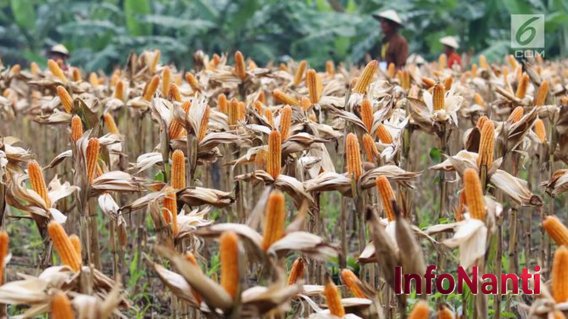 Peta Jalan Swasembada: Indonesia Pastikan 7 Komoditas Pangan Utama Bebas Impor di 2026